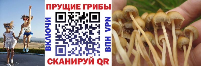 Купить где  Медвежьегорск  Галлюциногенные грибы Magic Shrooms 